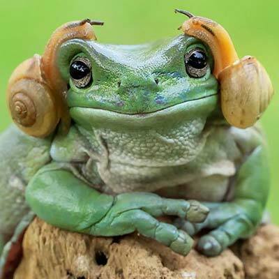avatar for ophiocephalic@kolektiva.social