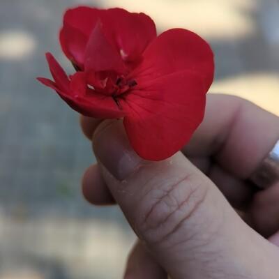 avatar for loar@frikiverse.zone