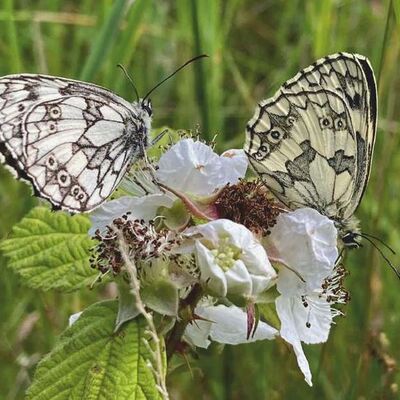 avatar for fkamiah17@syzito.xyz