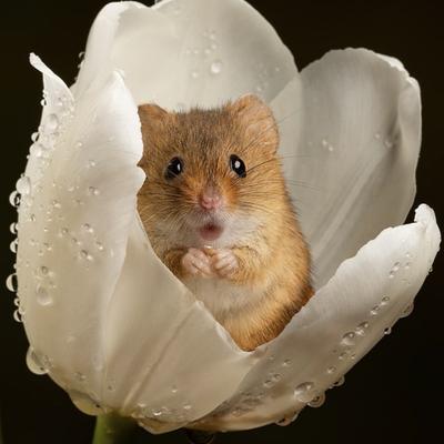 avatar for MiniMia@beige.party