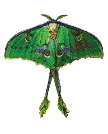 Gabrielle Wittkop-Ménardeau, lydia Vazquez: Muertes ejemplares (Paperback, castellano language, 2026, Cabaret Voltaire)